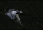 Predator - Grey Buzzard Eagle - David Greenwood (Open).jpg